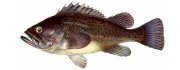 Морской окунь красный, изображение