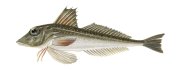 Морской окунь невооруженный, изображение